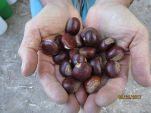 Small Chestnuts $5.50/lb