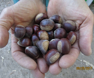 Medium Chestnuts by Chestnut Charlie's. Fresh Organic Chestnuts Growing Towards Sustainable Agriculture.