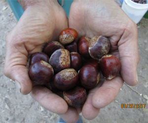 Med-Large sized Chestnuts by Chestnut Charlie's. Fresh Organic Chestnuts 