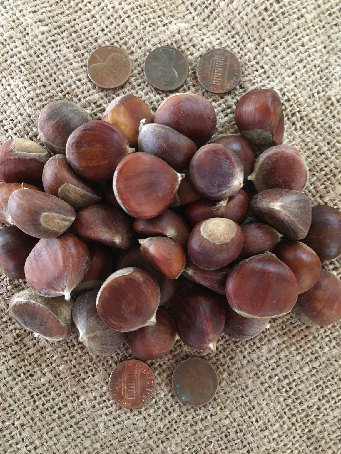 Tiny wildlife chestnuts   $2.00/lb